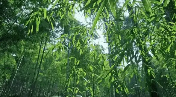 环保 电子垃圾回收再利用，助力旧电脑实现绿色转身