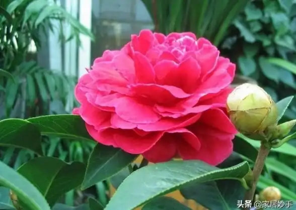 存储优化 高效管理C盘空间，五个简单方法帮你轻松解决爆满问题