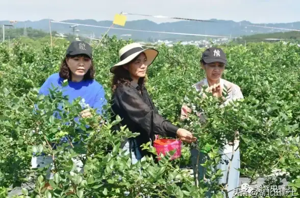 游戏攻略🍇采集秘籍🍇地点详解 七日世界蓝莓高效采集方法揭秘