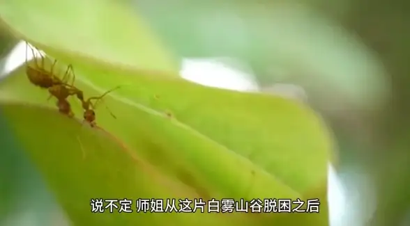 攻略🔥剑中手游最新版快速获取全攻略详解