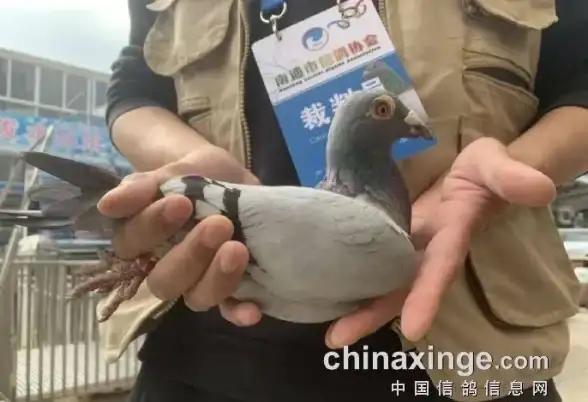游戏盛宴🔥江西百羽2025优选：必玩经典与精彩新作揭秘