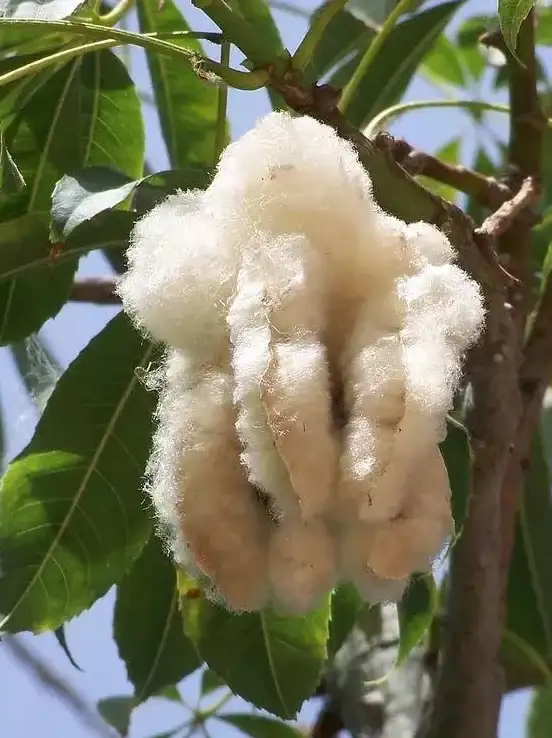 PCCW,南美数据传输-巴西PCCW直连棉花云机房，优化南美数据传输流程