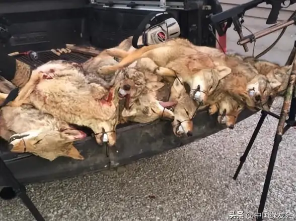 狩猎🔥狙击🔥经典 2025年度必玩顶尖狩猎狙击游戏精选盘点