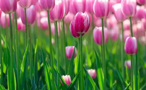 活动回顾🌸王者荣耀春暖花开活动结束详解及多期介绍