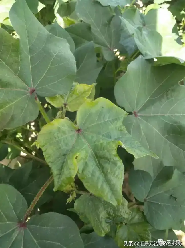 CDN优化,网络安全-分析棉花云CDN可用性在包头的保障措施