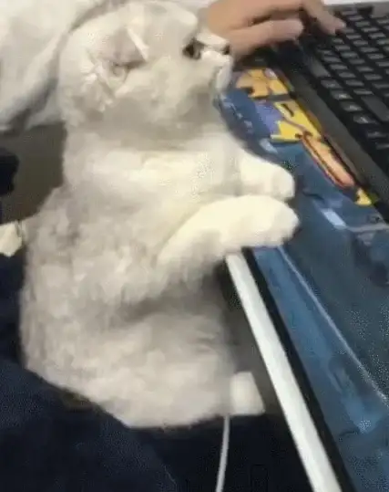 宠物乐趣🎮猫咪游戏精选推荐及2025猫主题排行榜揭秘