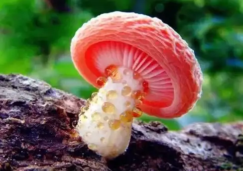 热门攻略🔥王者荣耀自然之灵新皮肤快速获取全解析