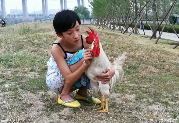 dnf鸡年宠物培养攻略分享