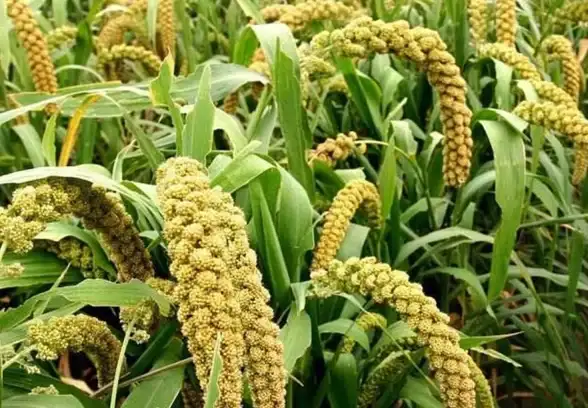 🔥惊喜挑战🔥策略秘籍🌟植物大战僵尸杂交版挑战68关高分攻略+资源管理全指南