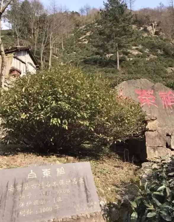 🔥热门火爆🔥必看攻略🔥安吉游戏趣味排行榜与新手必备全指南2025