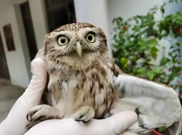 游戏攻略🔥宠物收集🔥超详细最终幻想14水晶世界猫头鹰宠物获取全指南