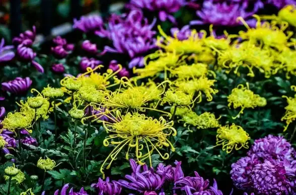🌸种植攻略🌿花艺提升✨桃源深处有人家：菊花育种全流程详解与实用秘籍