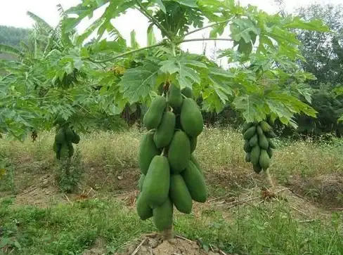 游戏攻略◆最佳搭配◆高效提升 螺旋勇士蔷薇之吻顶级配件全解析！