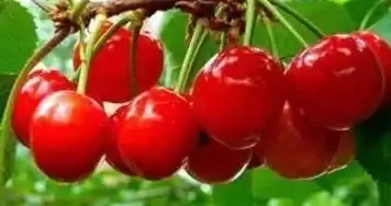 策略秘籍⚡高分攻略⚡通关必看｜植物大战僵尸杂交版挑战71关高效技巧详解