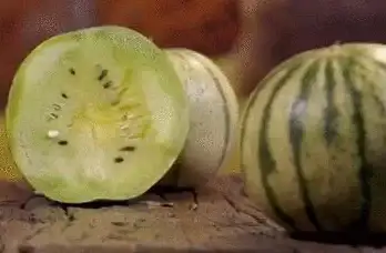 植物大战僵尸★速通★攻略★地刺西瓜属性全解析与高效升级秘籍