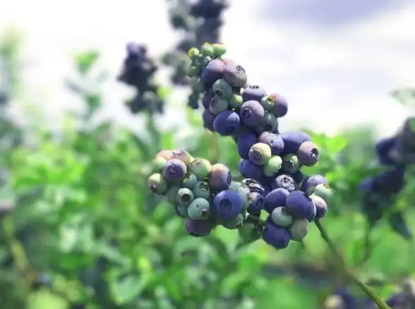 品牌溯源🌏联想品牌起源及其所属国家解析