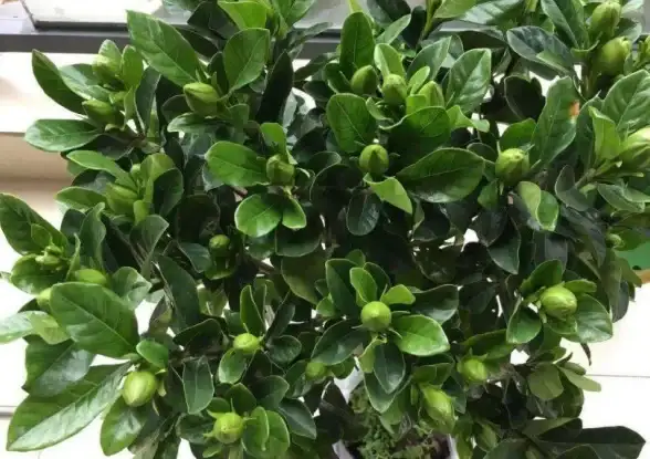 🔥植物推荐🔥杀虫利器🔥植物大战僵尸2》中最强搭配攻略！