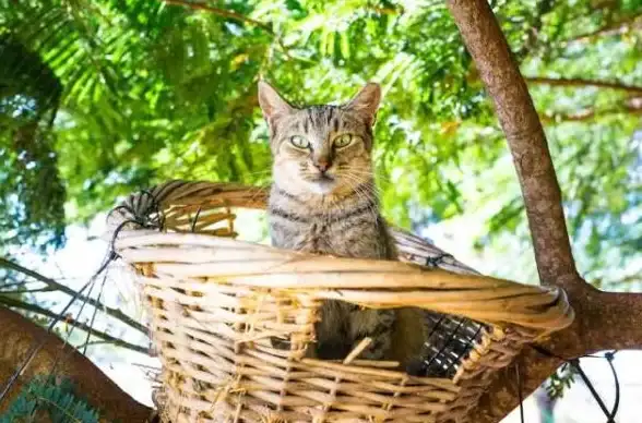 热门爆款 猫咪控必看 互动升级 爆炒江湖猫咪天堂全揭秘，丰富猫种大盘点！