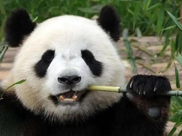指南｜深度教程爆款 熊猫服务器权限不足排查详解】运维网络安全实用宝典