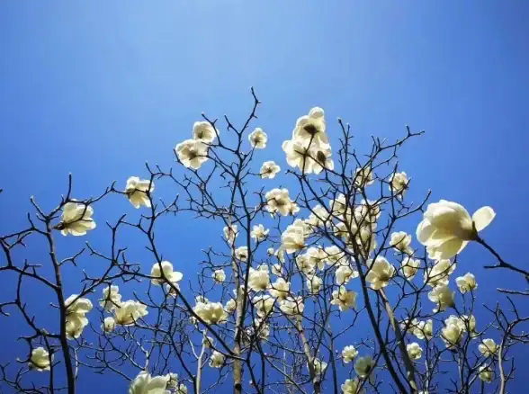 云安全 网络防护 如何实现有效的安全组隔离与管理？