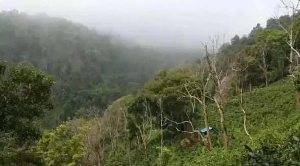 攻略🔥伊甸园的骄傲SSR自选必备技巧与顶级阵容推荐