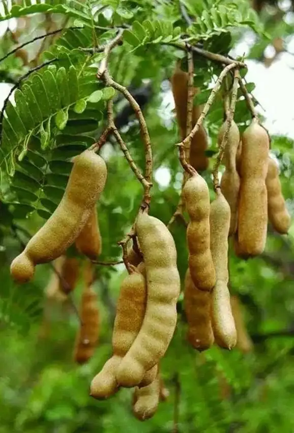 应用下载 豌豆荚下载全攻略：轻松掌握高效获取应用的实用技巧