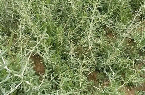 高效开发 实用技巧｜安全护航】C语言栈结构构建核心要点盘点！编程安全】