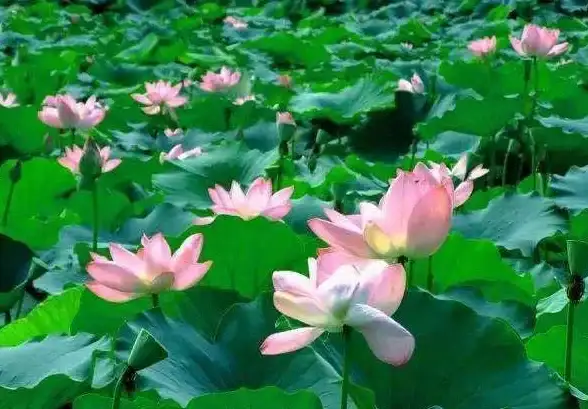 想快速获取资源？试试小爆虾资源库这款掌上神器！