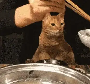 想随时随地投喂流浪猫？街猫APP让你轻松实现云养猫愿望！