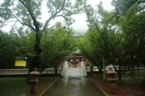 🌟精选对比🌟银杏树vs普通杏树：果实特点与生长环境深度解析
