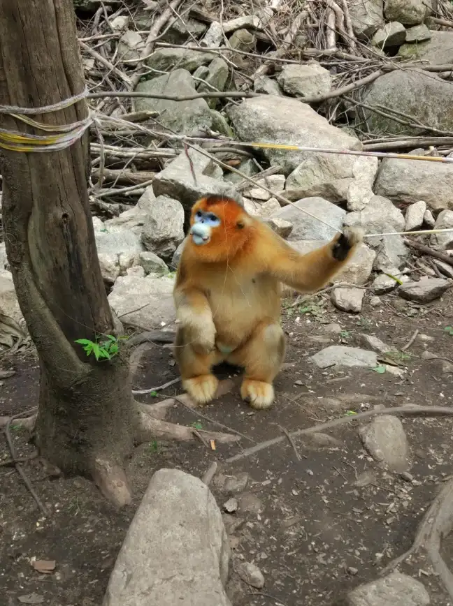 光遇秘密基地怎么去