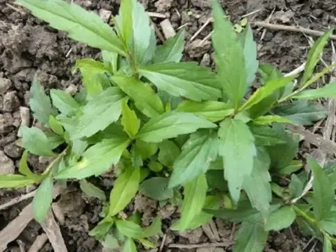 想要一款别具匠心的电视软件？野草助手TV版怎能错过？