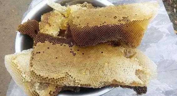 蜂蜜控✦采集攻略✦心动小镇蓝胸木蜂高效采集点大公开
