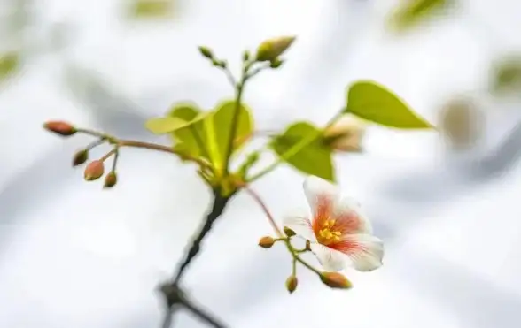 想要一款强大的安卓导航助手？花瓣地图APP满足你的所有需求！