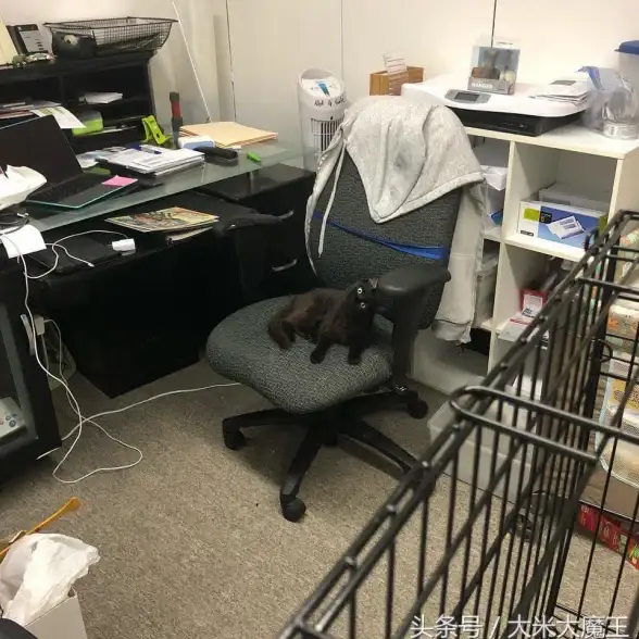 谁说手机看动漫体验差？黑猫动漫app高清流畅让你爱不释手！