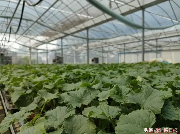 在线培训哪家强？思远教育app的实力你体验过吗？